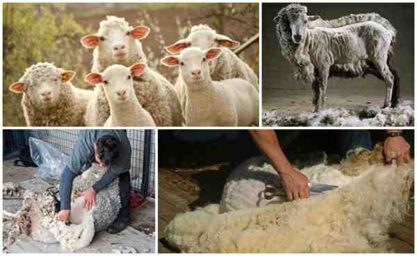 כבשים ארוכות דבון: מאפיינים, שימושים ומידע על גזע