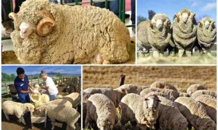 כבשים וונדיות: מאפיינים, מוצא, שימושים ומידע על גזע