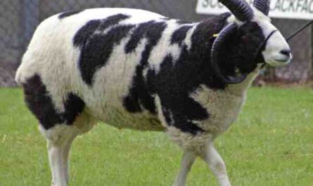 כבשים יעקב: מאפיינים, מוצא, שימושים ומידע על גזע
