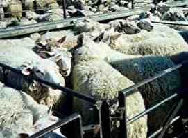 כבשים מהברידית: מאפיינים, מוצא, שימושים ומידע על גזע