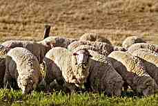כבשים מרינולנדשף: מאפיינים, שימושים ומידע על גזע