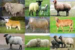 כבשים קצרות זנב בצפון אירופה: מידע על גזע מלא