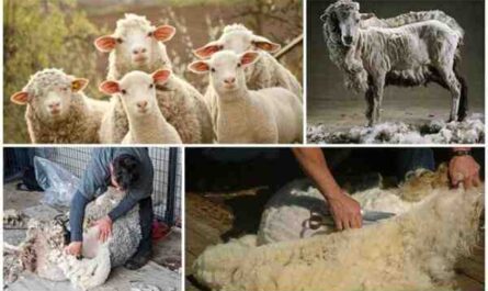 כבשים רומנוב: מאפיינים, שימושים ומידע על גזע