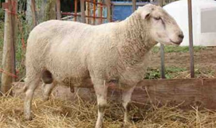 כבשים רידו ארקוט: מאפיינים ומידע על גזע
