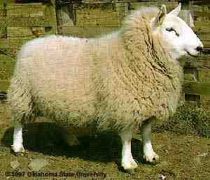 כבשים Llanwenog: מאפיינים, מוצא, שימושים ומידע על גזע