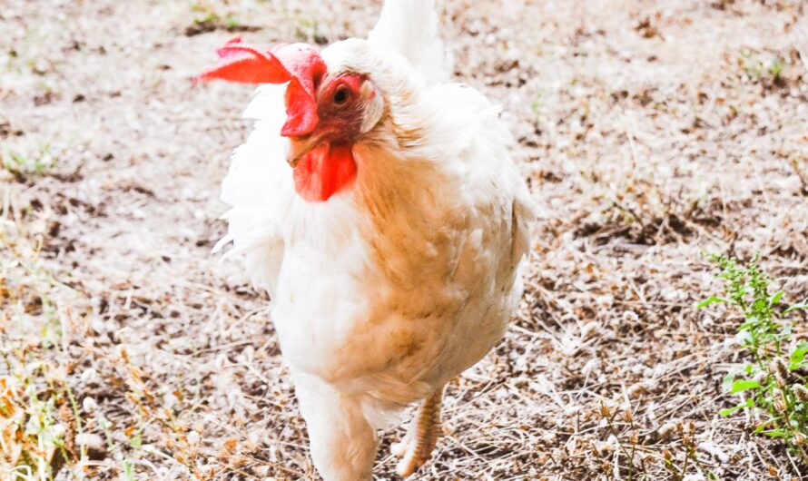 כיצד להפסיק להניח תרנגולות משבירת הביצים שלהן