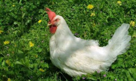 כיצד לזהות תרנגולות: מדריך למתחילים לזיהוי תרנגולות