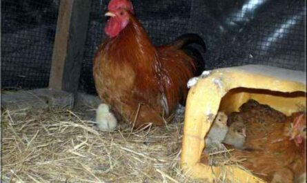 כיצד לעצור תרנגולת מרופטת: דרכים קלות לשבור תרנגולת