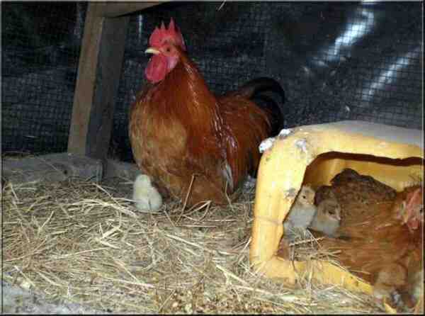 כיצד לשמור כמה תרנגולות לביצים טריות: מדריך לשמירה על עוף