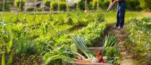 לגדל חרסנית: חקלאות אורנית אורגנית בגינה הביתית