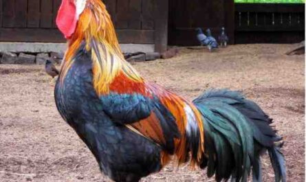 מה אוכלים תרנגולות בר: מידע על הרגלי אכילת עוף בר