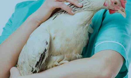 מחלות עופות: סוגים שונים של מחלות משפיעים על ייצור העופות