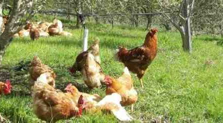 מרחב אידיאלי להנחת תרנגולות: סוג של תרנגולות שכבת שטח אהבה