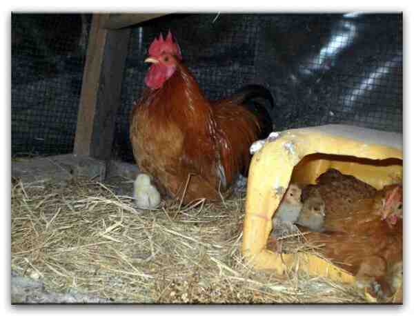 סוגי תרנגולות: ביצים צבעוניות המייצרות תרנגולות