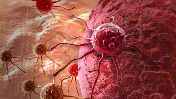 סרטן קטיפה: מאפיינים, שימושים ומידע מלא