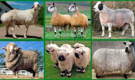 רשימת גזעי כבשים: סוגים שונים של כבשים לגידול מסחרי