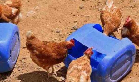 שיכון עופות ברויל: כיצד בונים מקלט לתרנגולות בשר