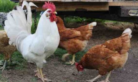 תנאים להנחת תרנגולות: תנאים אידיאליים לייצור ביצים טובות