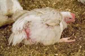 תסמינים של עוף חולה: כיצד לזהות תרנגולות חולות