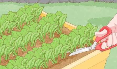 תרד מים מגדל: כיצד לגדל קאנגקונג בגינה הביתית