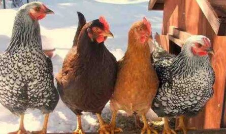 תרנגולות הטלת הביצים הטובות ביותר למתחילים: בחרו את הגזע הנכון