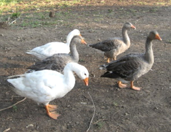 keeping geese, guide for keeping geese, keeping geese for beginners, how to keep geese, information about keeping geese