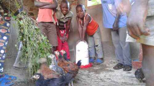 ナイジェリアで養鶏を始める方法