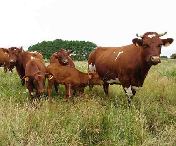 アメリカの牛の農業：初心者のための事業開始計画