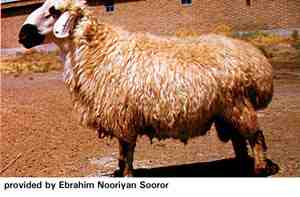 Baluchi Sheep：特徴、起源、用途、品種情報