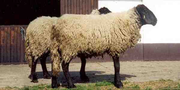 Bibrik Sheep：特徴、起源、用途、品種情報
