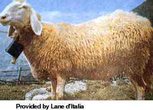 Biellese Sheep：特徴、起源、用途、品種情報