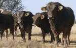 ブラウンヴィエ牛の養殖：初心者のための事業開始計画