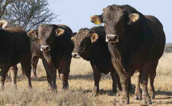 ブラウンヴィエ牛の養殖：初心者のための事業開始計画