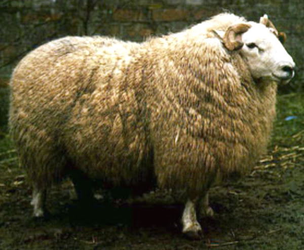 Brecknock Hill Cheviot Sheep：特性、用途、品種情報