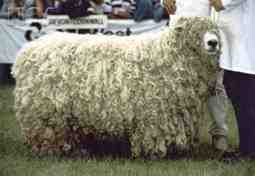 Devon Longwoolled Sheep：特性、用途、品種情報