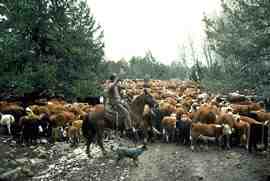 アストゥリアスバレーの牛の飼育：初心者のための事業開始計画