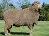 アラパワ羊：特徴、起源、用途、品種情報