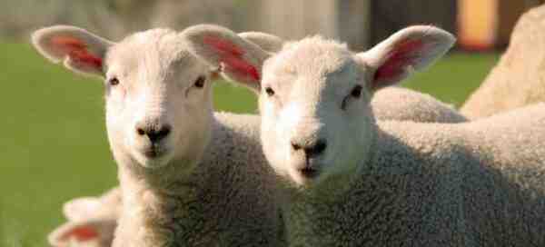 アルメニアセミコースウール羊：特徴と品種情報