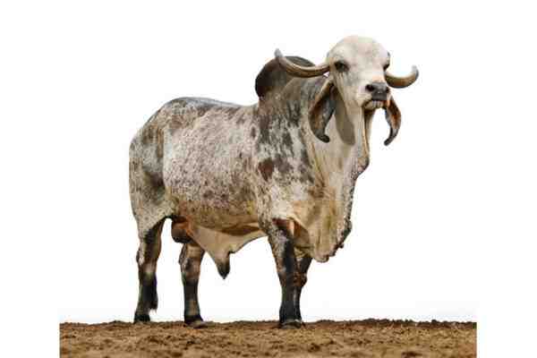 アンコーレ・ワトゥシ牛の飼育：初心者のための事業開始計画