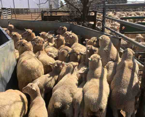 インドの羊飼育：初心者のための簡単で儲かるビジネス
