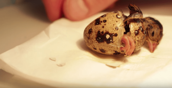 ウズラの卵を孵化させる：ウズラの卵を孵化させる方法初心者向けガイド
