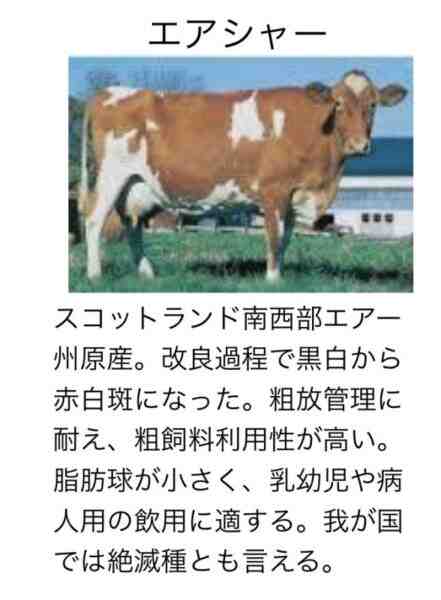 エアシャー牛：特徴、用途、産地、乳生産