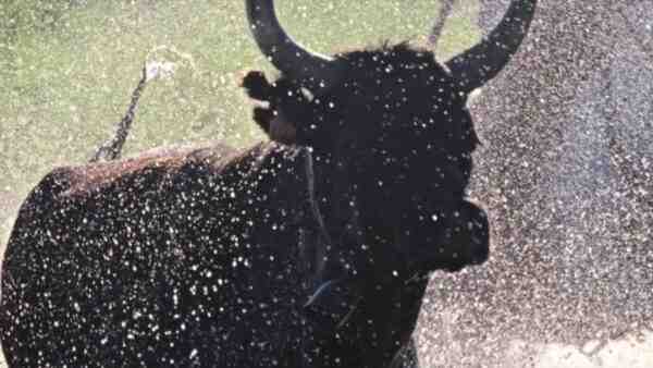 カナディアンスペックルパーク牛：特徴と完全な品種情報