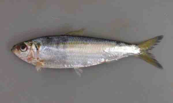 ゴールドストライプサッパ魚：特徴、食餌、繁殖および用途