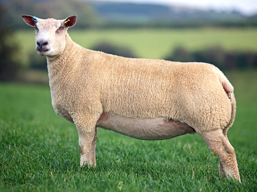 シャロレー羊：特徴、起源、用途、品種情報