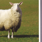 シューロップシャー羊：特徴、起源、用途、品種情報