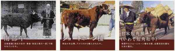 ショートホーン牛の搾乳：特徴と品種情報