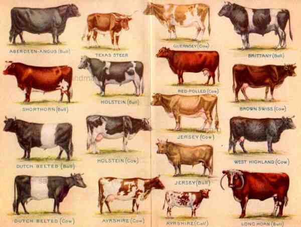 ショートホーン牛：特徴、用途、完全な品種情報