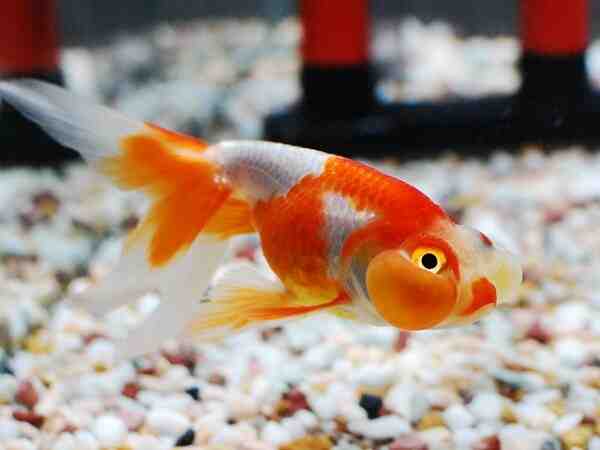 スイホウガン金魚：特徴、食餌、繁殖および用途