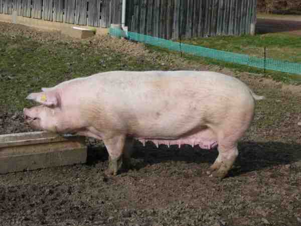 スウェディッシュランドレース豚：特徴、起源および品種情報